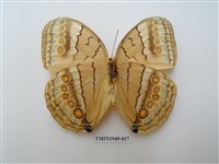 藏品(箭環蝶)的圖片